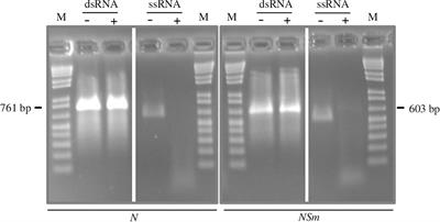 The Induction of an Effective dsRNA-Mediated Resistance Against Tomato Spotted Wilt Virus by Exogenous Application of Double-Stranded RNA Largely Depends on the Selection of the Viral RNA Target Region
